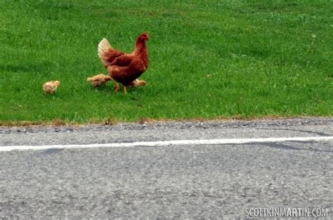 Descubre El Misterio Del Pueblo de la Carretera de Pollo en España