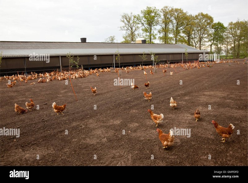 Een Kijkje naar het Poppulaire Chicken Road Casino Spel in Nederland in Netherlands